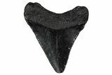Juvenile Megalodon Tooth - South Carolina #340479-1